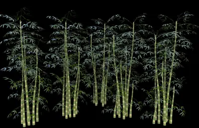 竹子 竹林植物 景观竹