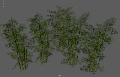 竹子 竹林植物 景观竹