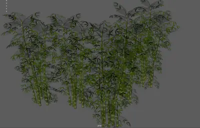 竹子 竹林植物 景观竹
