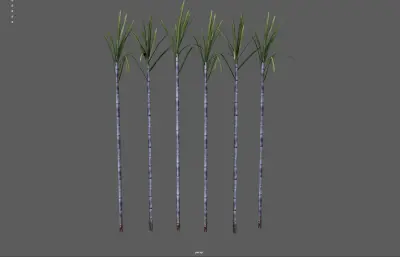 甘蔗 蔗糖植物 农作物塌陷模型