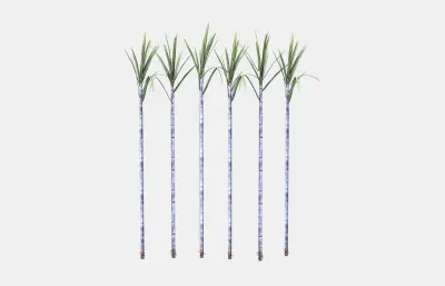 甘蔗 蔗糖植物 农作物塌陷模型