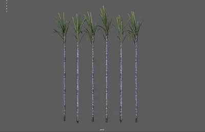 甘蔗 蔗糖植物 农作物塌陷模型