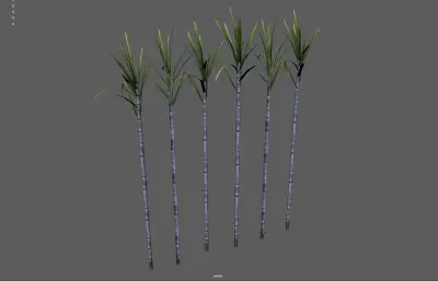 甘蔗 蔗糖植物 农作物塌陷模型