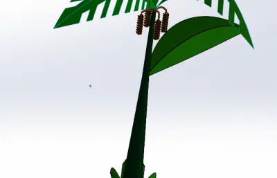 绿植芭蕉树