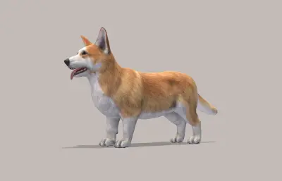 狗,柯基狗FBX模型